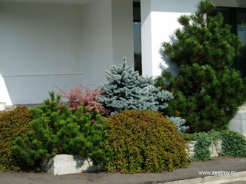 Декоративные растения и деревья для загородного участка фото